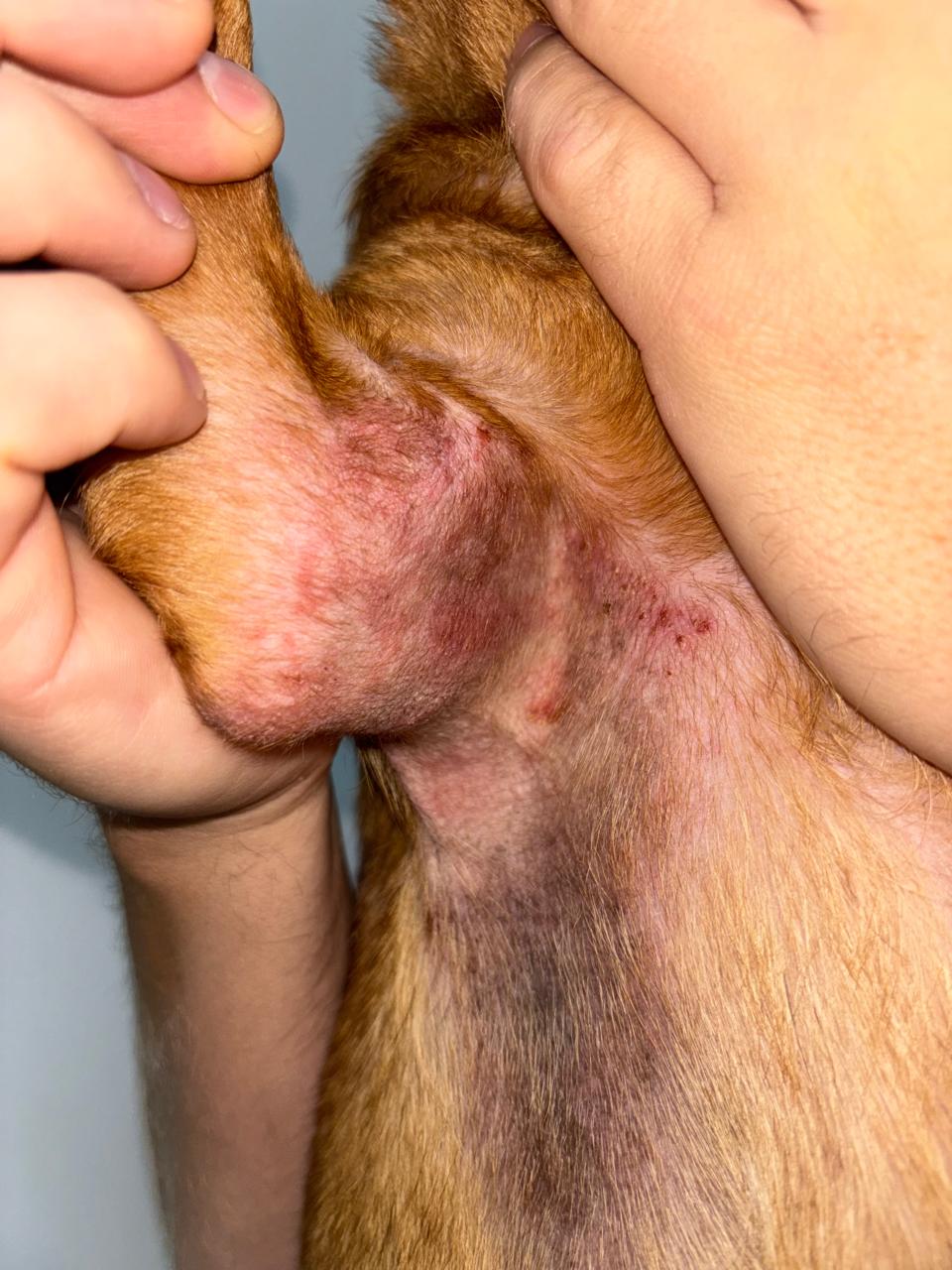 Pet com lesão cutânea crônica e prurido antes do tratamento dermatológico